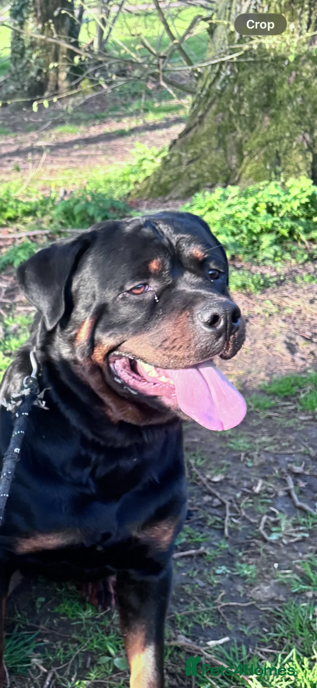 Rottweiler dogs for sale: German Rottweiler puppies  - Advert 30