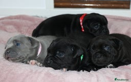 Staffordshire Bull Terrier dogs for sale: KC Reg Staff Pups Blue/Black, Champion Blood Lines - Image 1