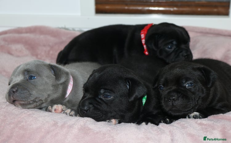 Staffordshire Bull Terrier dogs - Advert 1