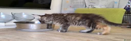 Maine Coon cats for sale: Beautiful, well handled Maincoon kittens  - Advert 11