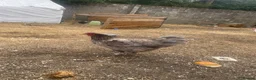 Chickens poultry for sale: Laying hen + other Chickens for Sale  - Advert 6