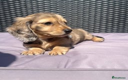 Miniature Dachshund dogs for sale: 🐾 PRICE REDUCED Beautiful miniature dachshunds  - Image 12