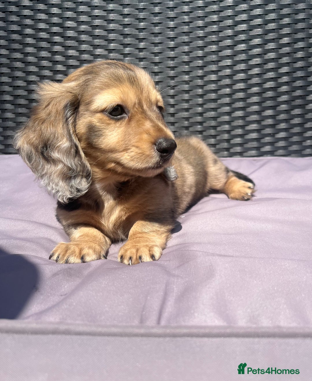 Miniature Dachshund dogs for sale: 🐾 PRICE REDUCED Beautiful miniature dachshunds  - Image 12