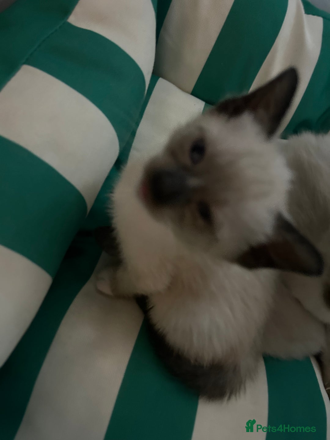 Siamese cats for sale: 6 adorable Siamese kittens  - Advert 4