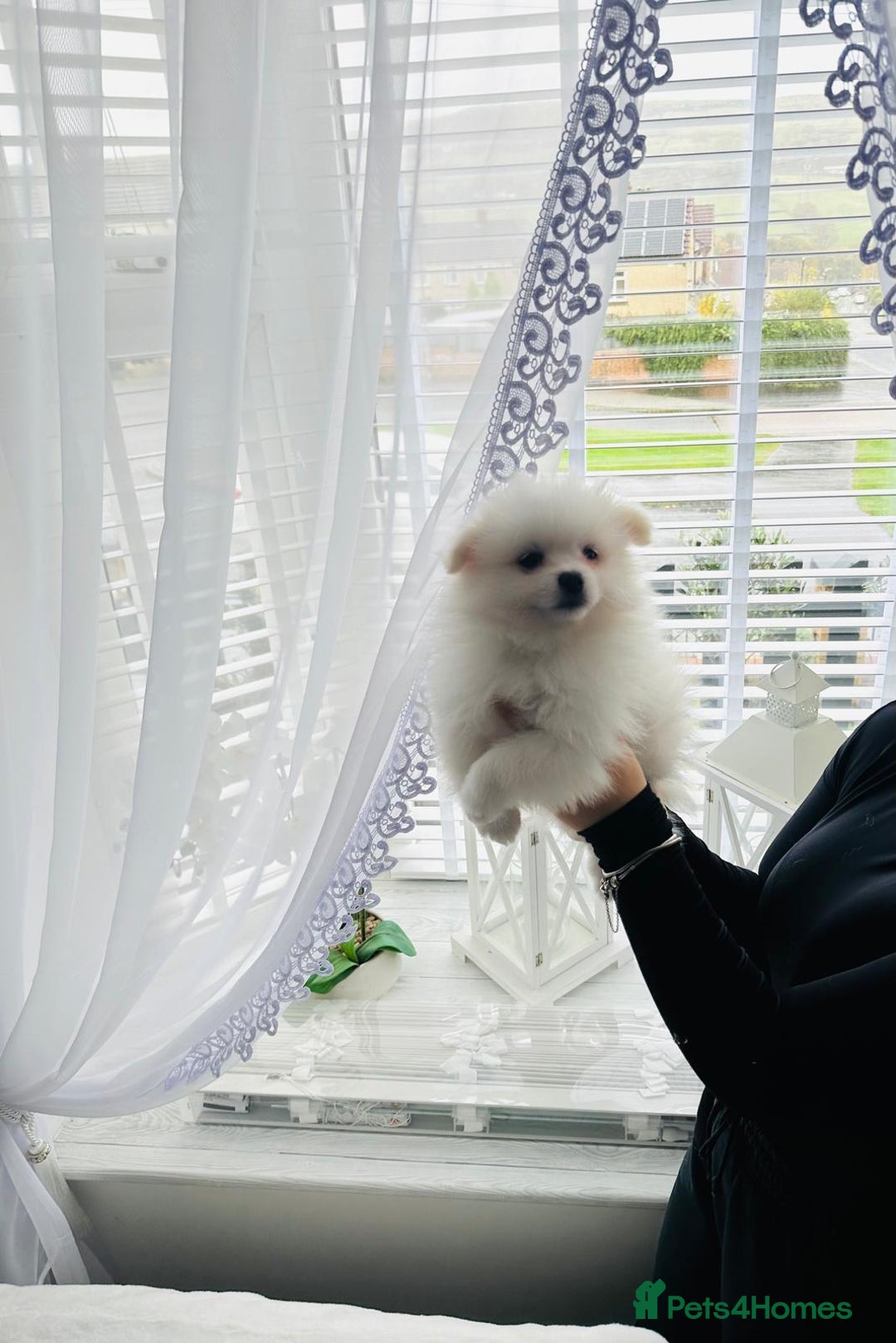 Pomeranian dogs for sale: Quality Pomeranian girls ready NOW ❤ - Image 2