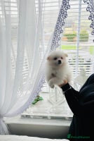 Pomeranian dogs - Advert 16