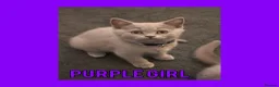 British Shorthair cats for sale: Stunning Lilac British Shorthair Kittens For Sale - Advert 3