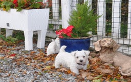 West Highland Terrier dogs for sale: Gorgeous West Highland Terrier Puppies - Image 14