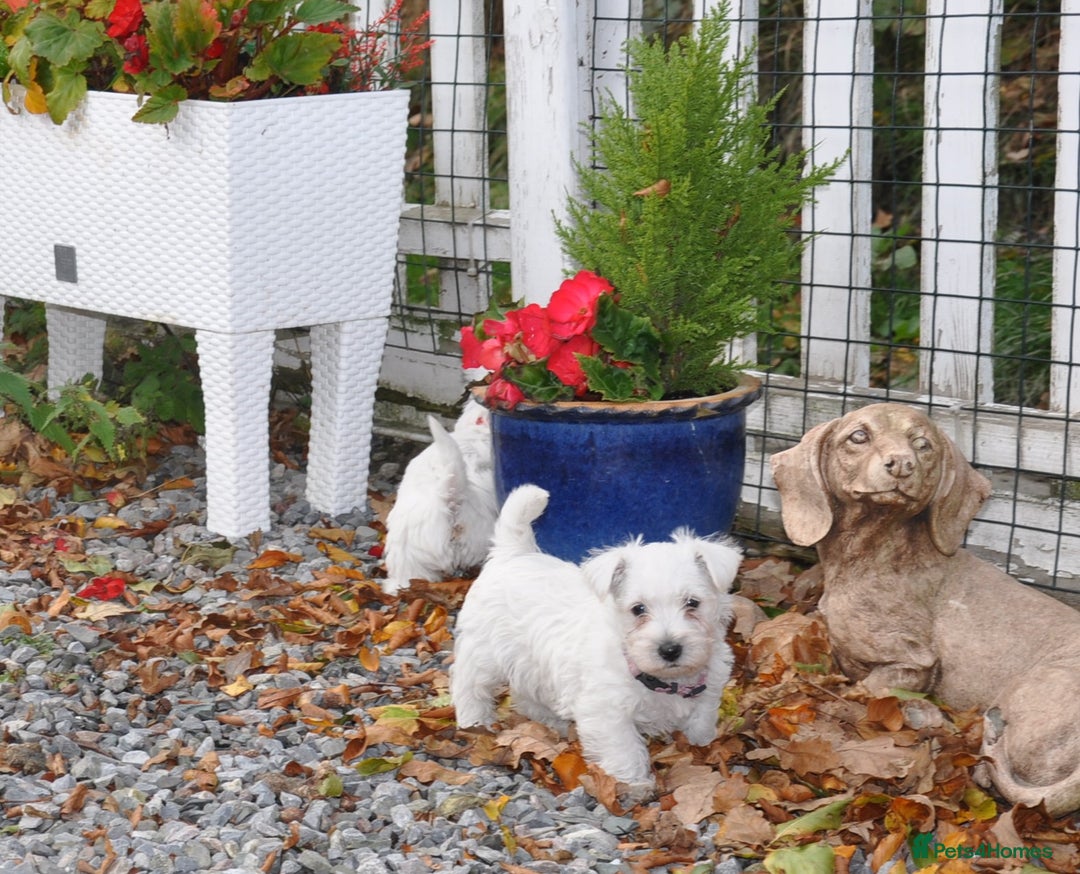 West Highland Terrier dogs for sale: Gorgeous West Highland Terrier Puppies - Image 14
