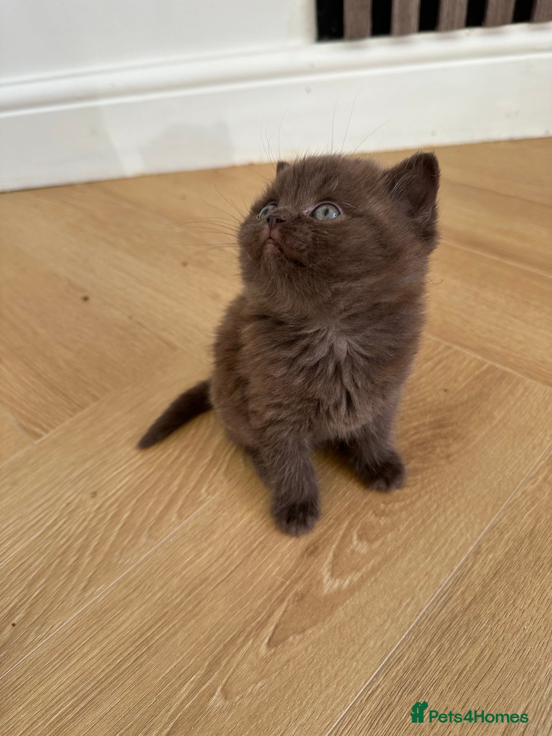 British Shorthair cats for sale: 😻Beautiful Chocolate Tortie BSH Kittens😻🎀 - Advert 25