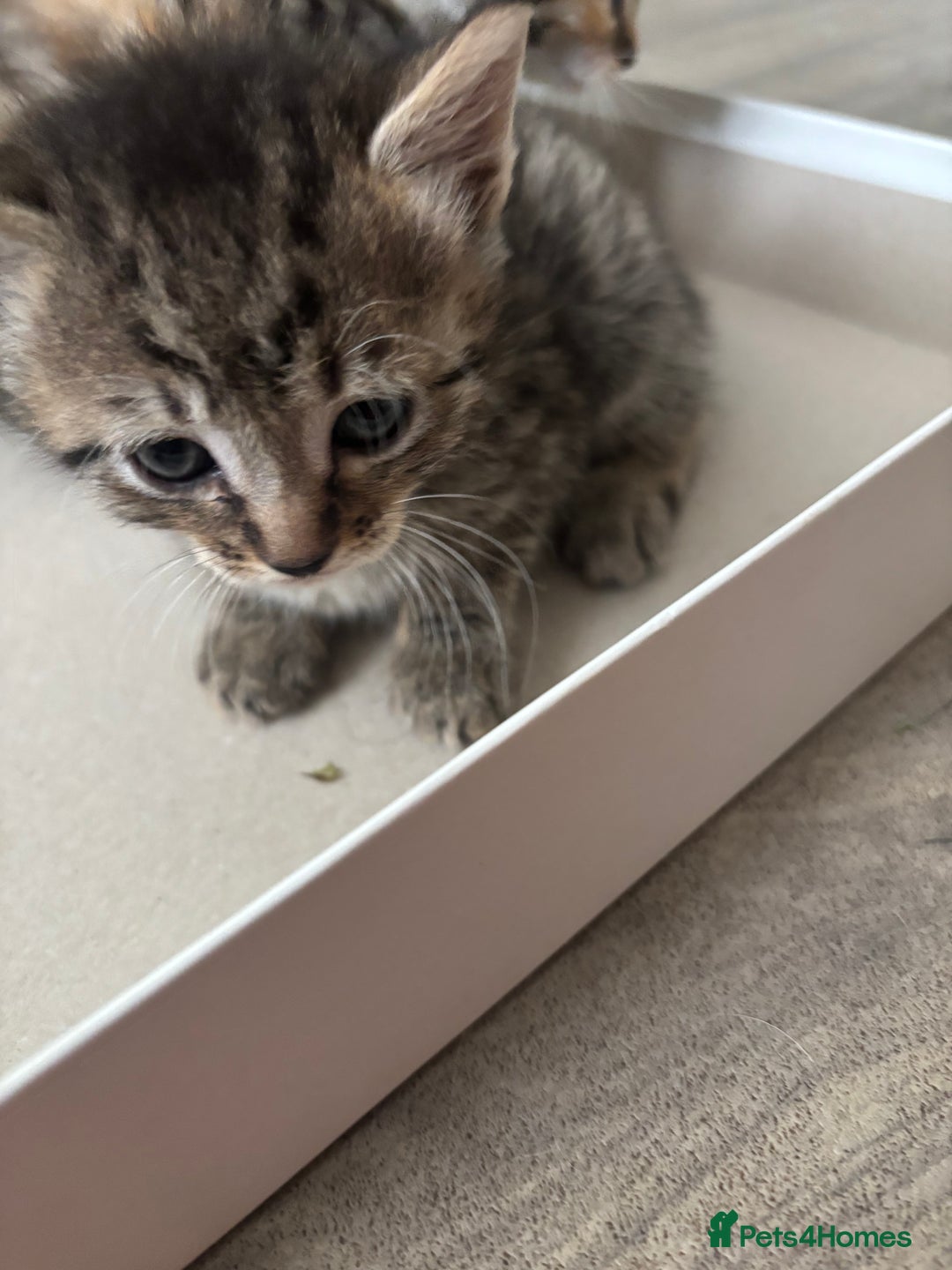 Domestic Shorthair cats for sale: Beautiful shorthair mixed colour kittens  - Image 22
