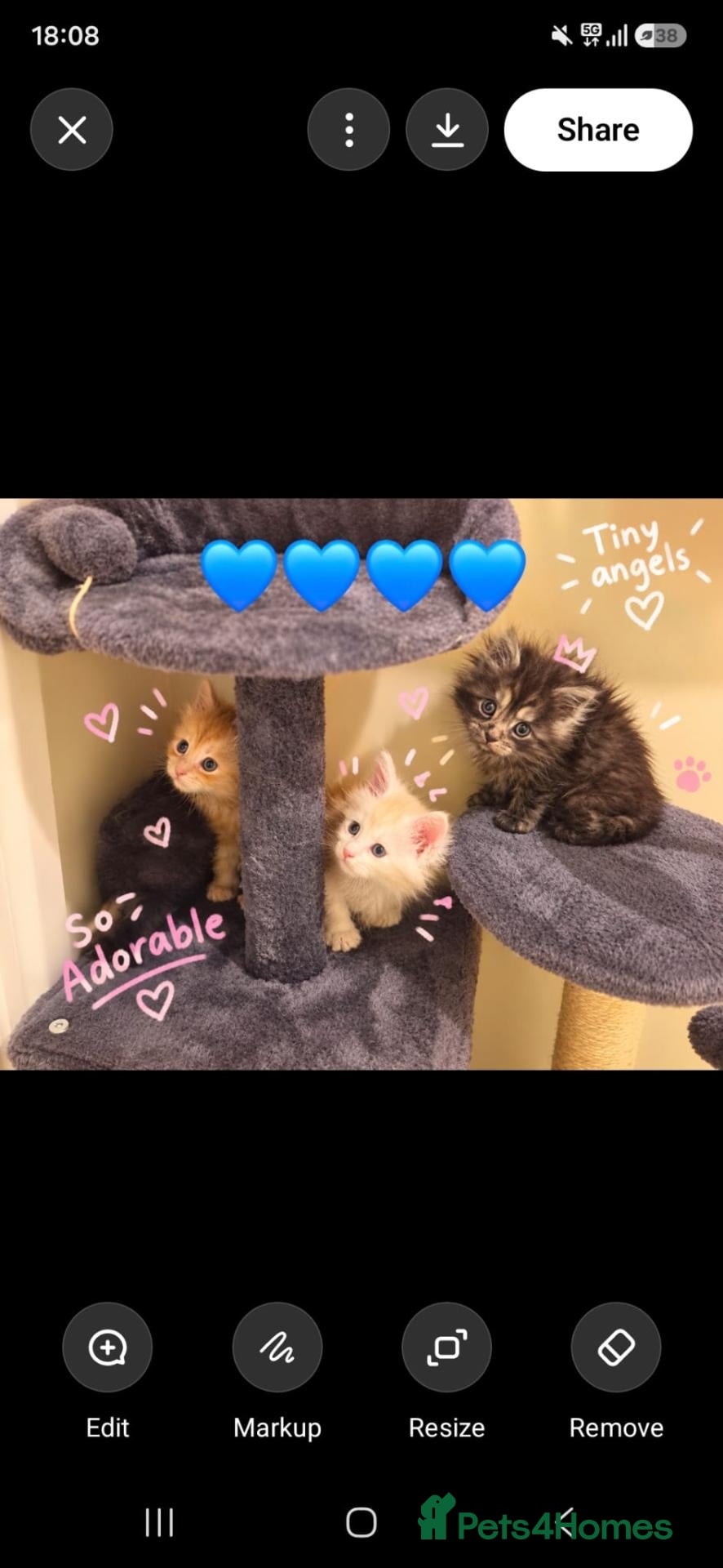Maine Coon cats Adorable Purebred Mainecoons  - Advert 1