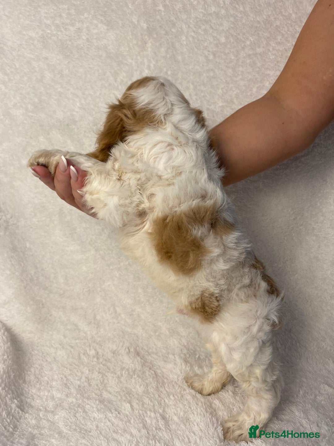 Cocker Spaniel dogs for sale: Show type cocker spaniels  - Image 15