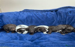 Mixed Breed dogs for sale: Australian Goldendoodles stunning litter  - Image 9
