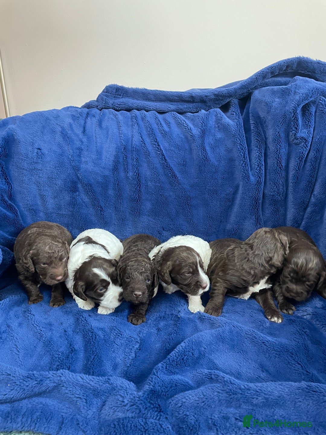 Mixed Breed dogs for sale: Australian Goldendoodles stunning litter  - Image 9