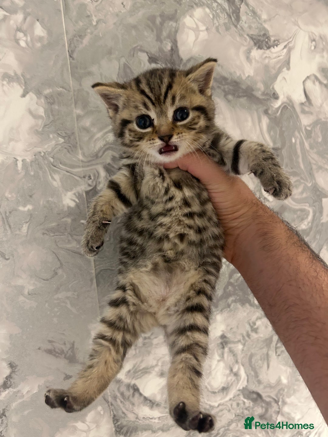 British Shorthair cats for sale: British Short Hair Kittens - Advert 5