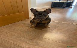 French Bulldog dogs for sale: Bruno - Frenchie 20 weeks old.  - Image 2