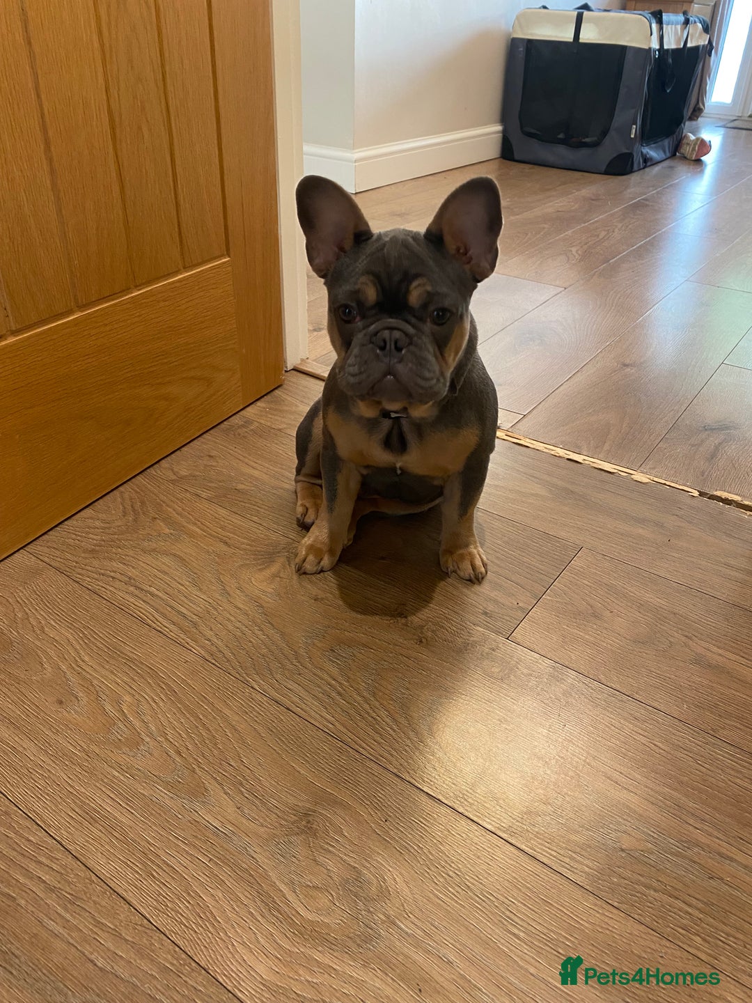 French Bulldog dogs for sale: Bruno - Frenchie 20 weeks old.  - Image 2