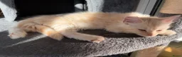 Maine Coon cats for sale: Maine Coon Cross Kittens  - Advert 20