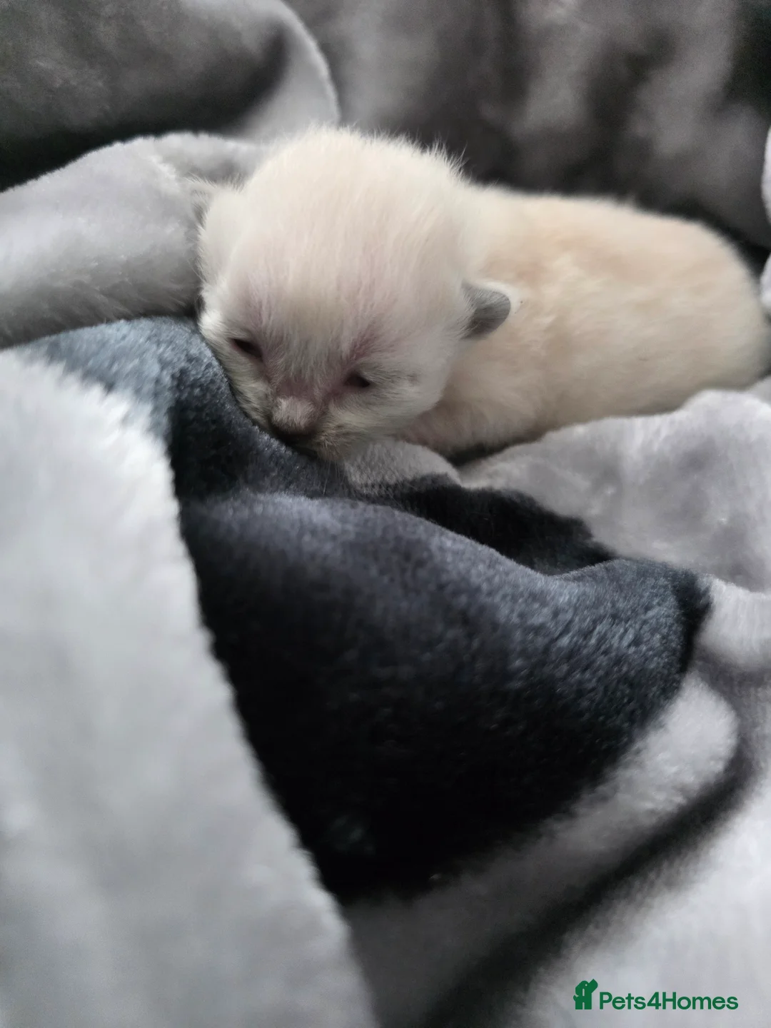 Ragdoll cats for sale:  Ragdoll Kittens♥️Reservation Open! 🐱❣️ - Advert 10