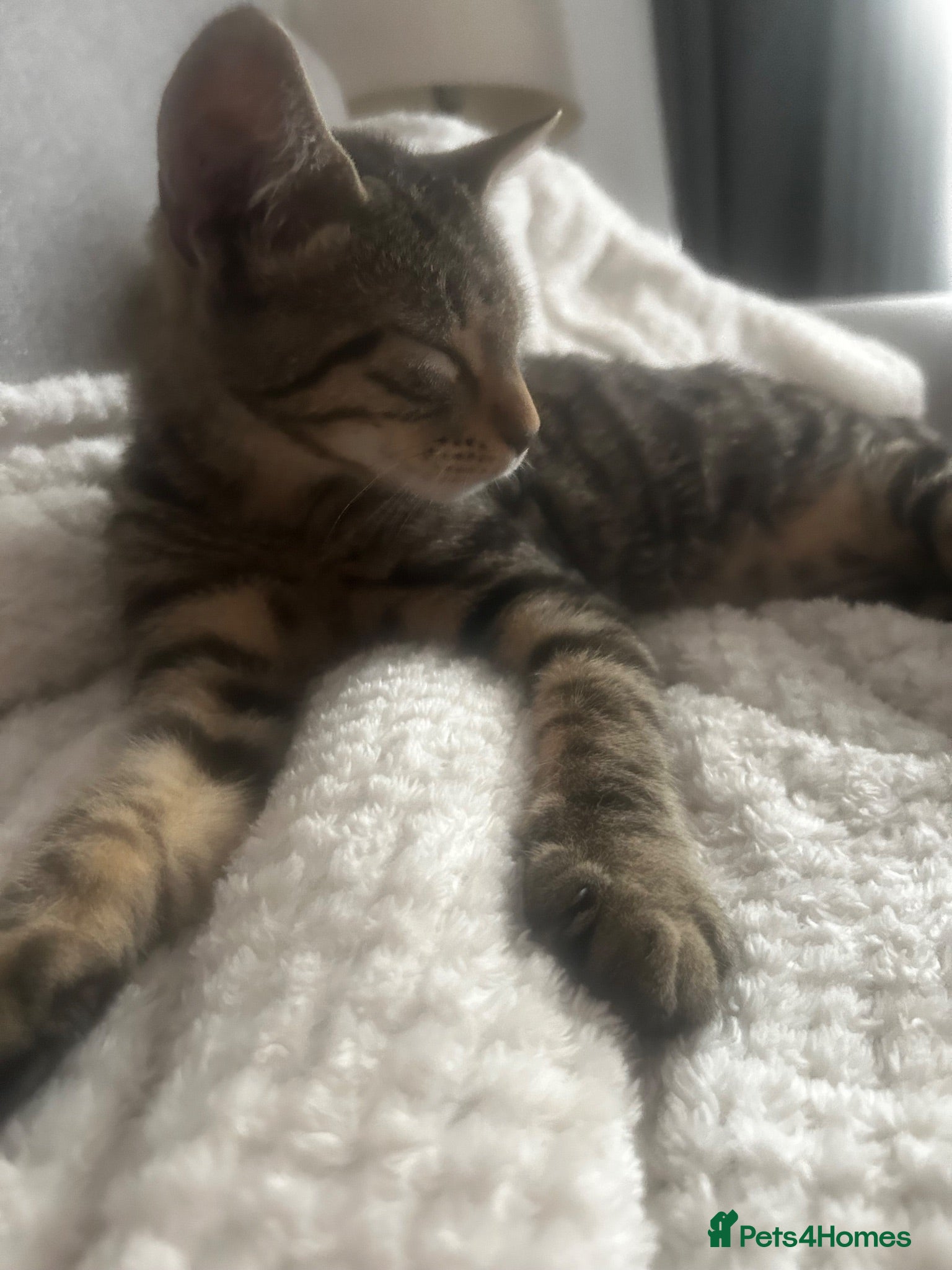 Mixed Breed cats Beautiful affectionate boy to go to good home - Advert 3