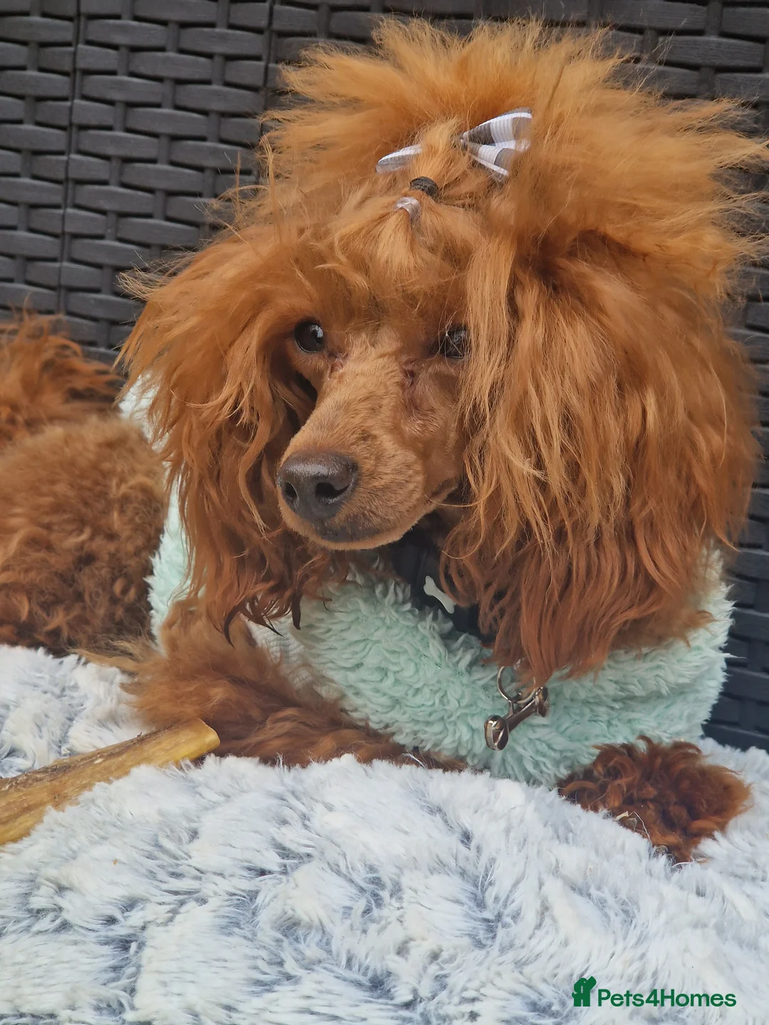 Toy Poodle dogs for stud: Cruft qualifying*KC *dark red** import from BnH in Birmingham - Advert 6
