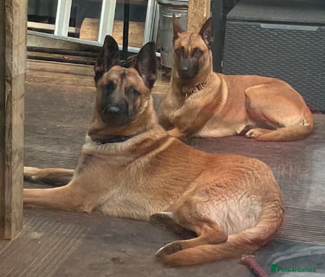 Mixed Breed dogs for sale: Belgian Shepherd Malinois x German Shepherd  - Image 10