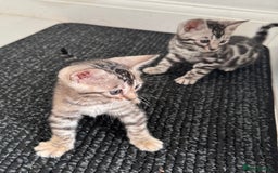 Bengal cats for sale: Stunning Silver Bengal Kittens 😻 - Image 28
