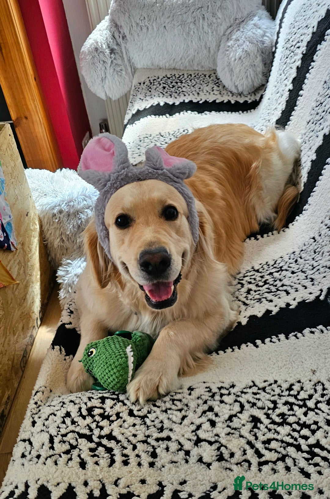 Golden Retriever dogs for sale: 5* Golden retriver puppies - Advert 12