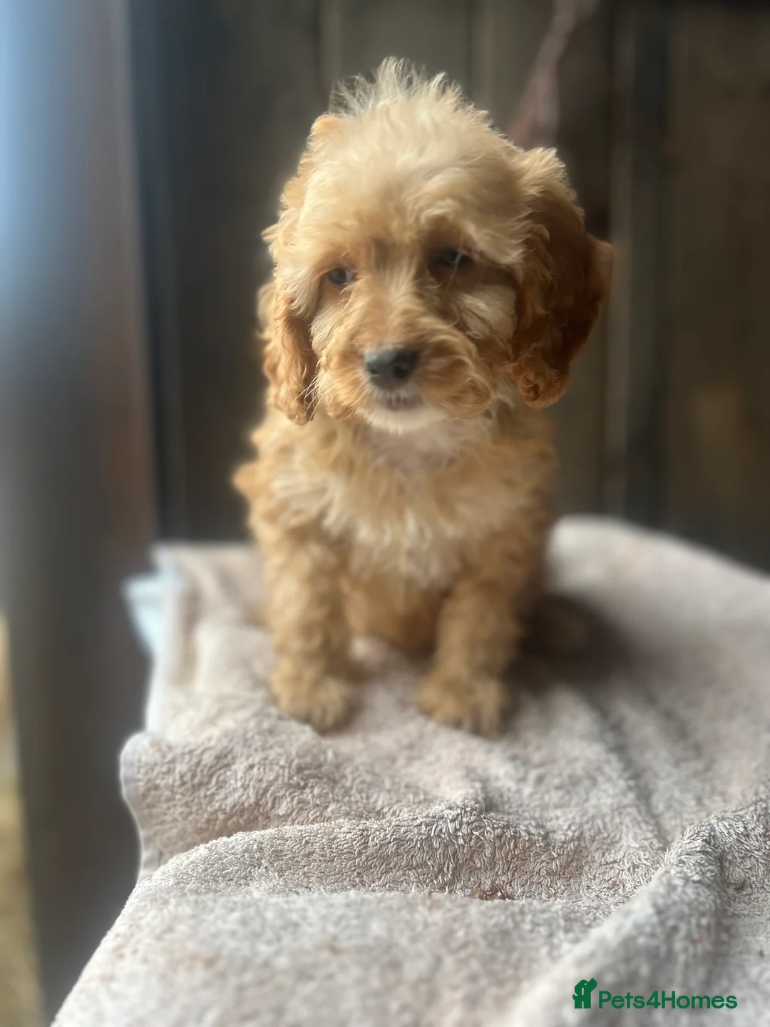 Cockapoo dogs for sale: Cockapoo F1 Puppies - Advert 11