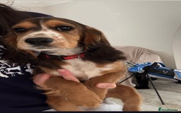 Cocker Spaniel dogs for sale: 4 month old cocker spaniel puppy.  in Bury Saint Edmunds - Image 1