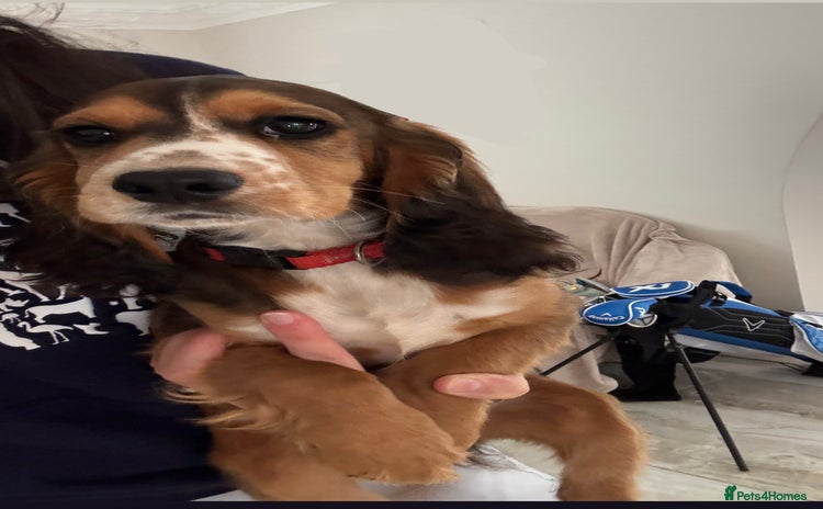 Cocker Spaniel dogs for sale in Bury Saint Edmunds - Advert 1