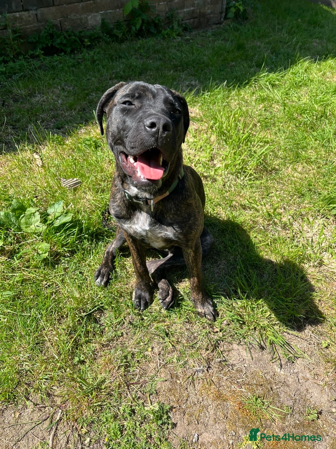 Presa Canario dogs 20 month old Male Presa canario - Advert 2