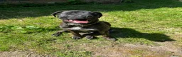 Presa Canario dogs for sale: 20 month old Male Presa canario in Market Harborough - Advert 1