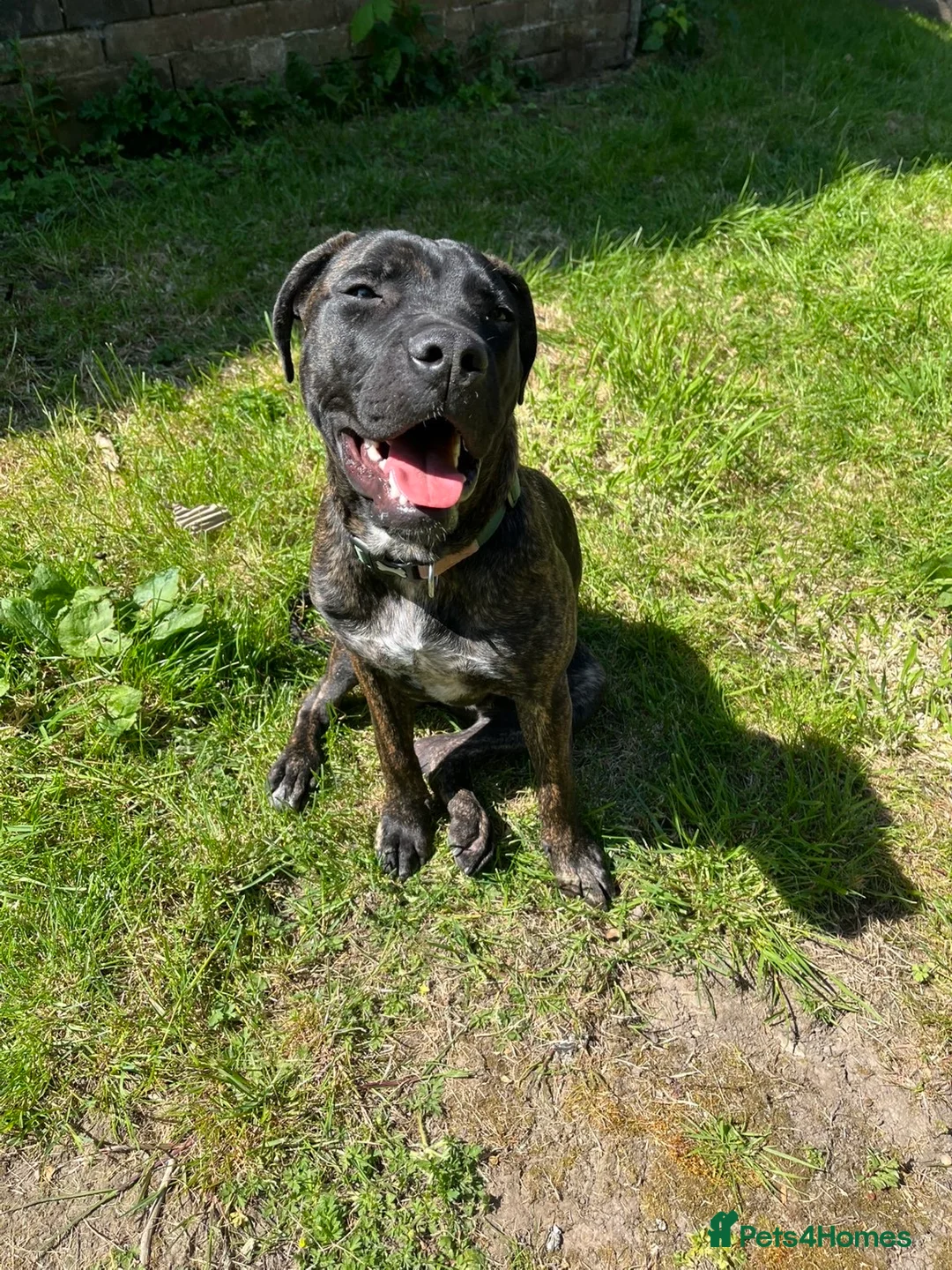 Presa Canario dogs for sale: 20 month old Male Presa canario in Market Harborough - Advert 1