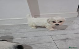 Cavachon dogs for sale: Cavachon puppies  - Image 17
