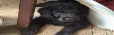 Labradoodle 4