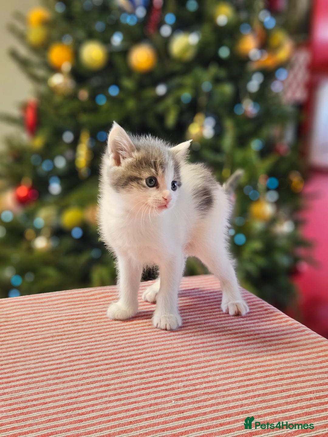 Maine Coon cats for sale: Adorable Maine Coon cross litter for sale - Advert 22