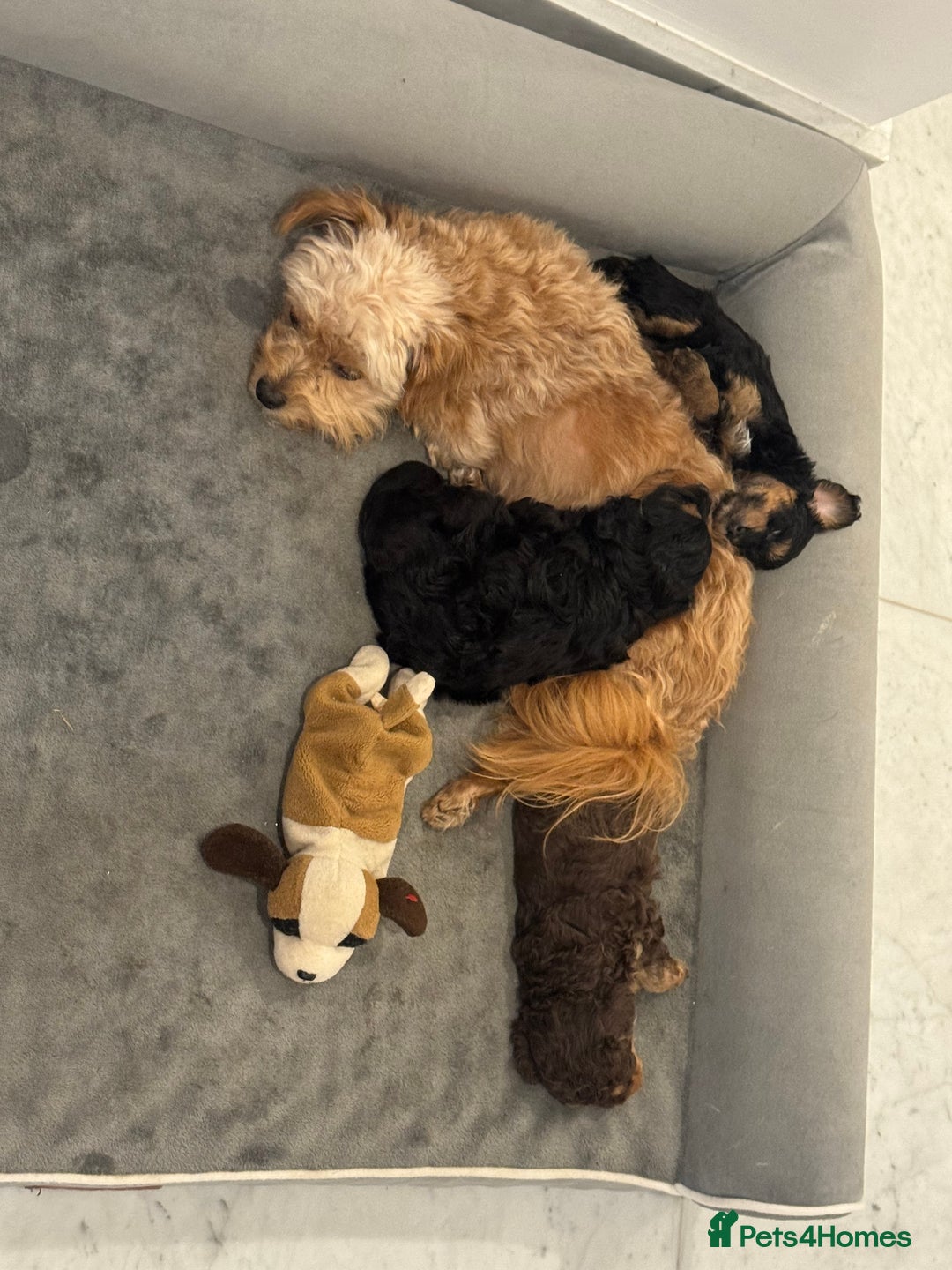 Chipoo dogs for sale: Beautiful Chipoo Puppies   - Advert 2