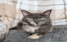 Maine Coon cats for sale: Maine Coon Kittens - Image 22