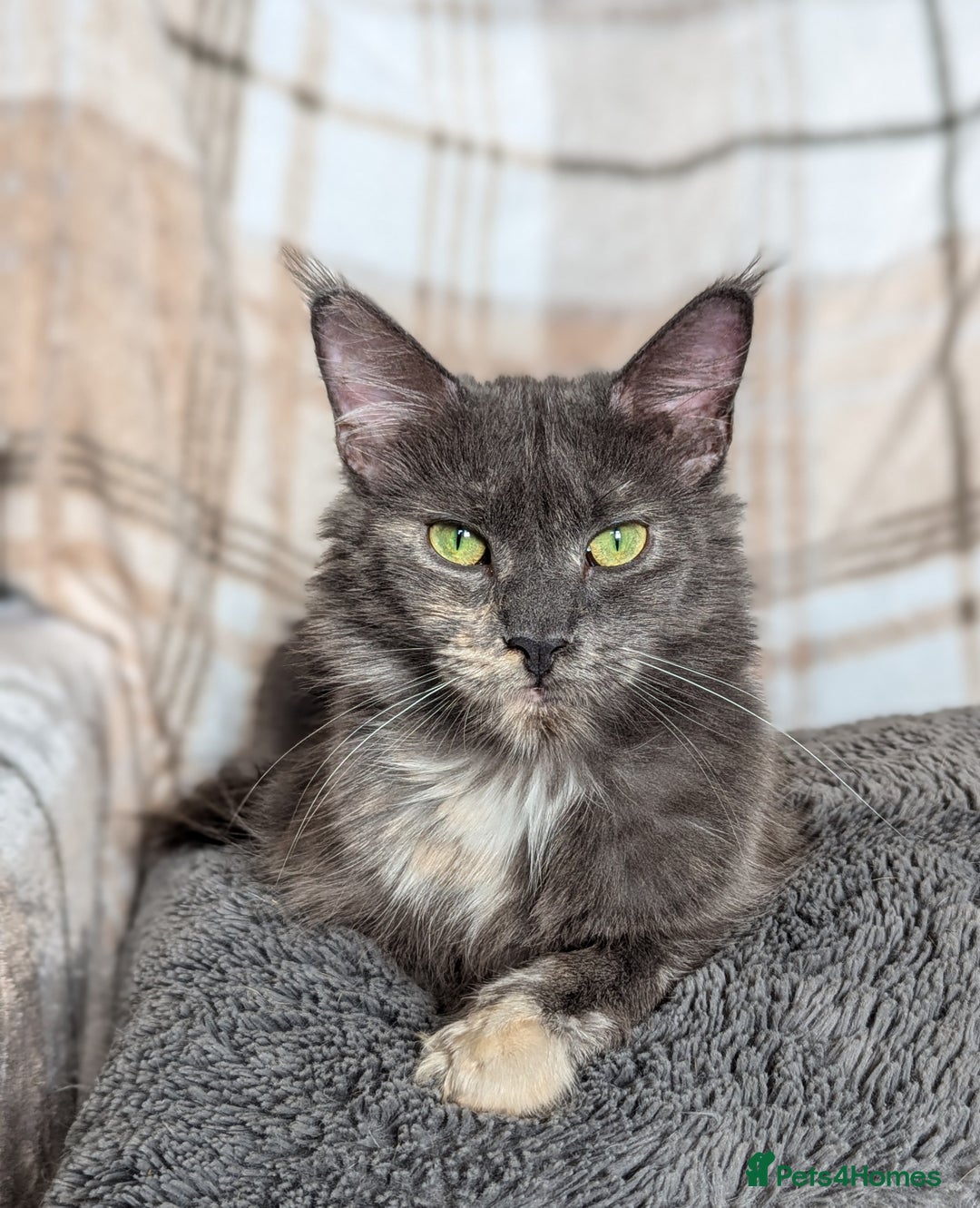 Maine Coon cats for sale: Maine Coon Kittens - Image 22
