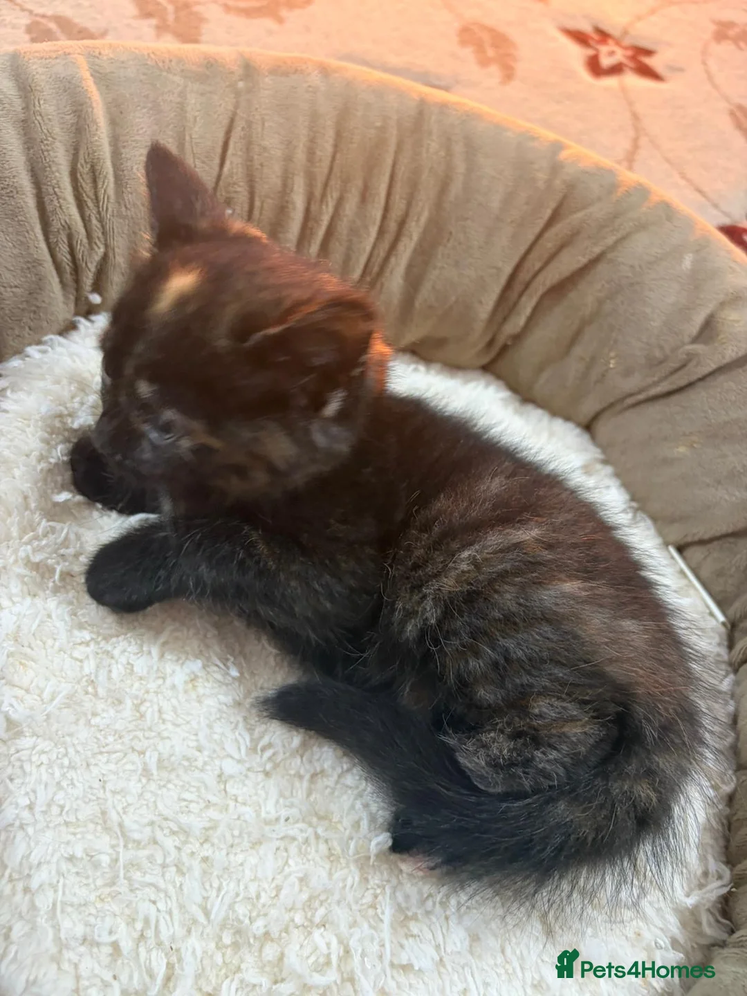 British Shorthair cats for sale: 4 kittens  - Advert 9