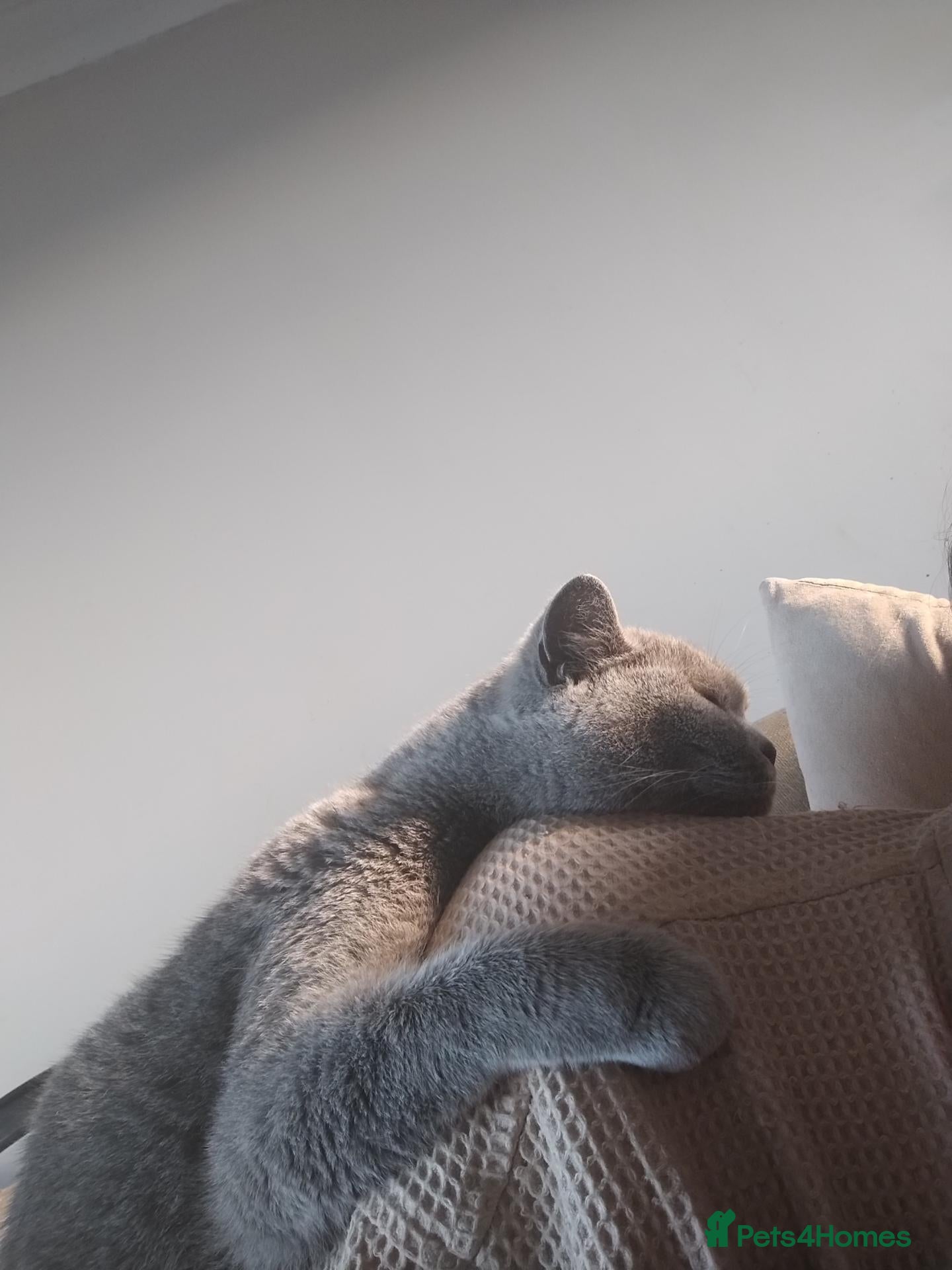 British Shorthair cats Rehoming lovely GCCF Pedigree Catsy - Advert 2
