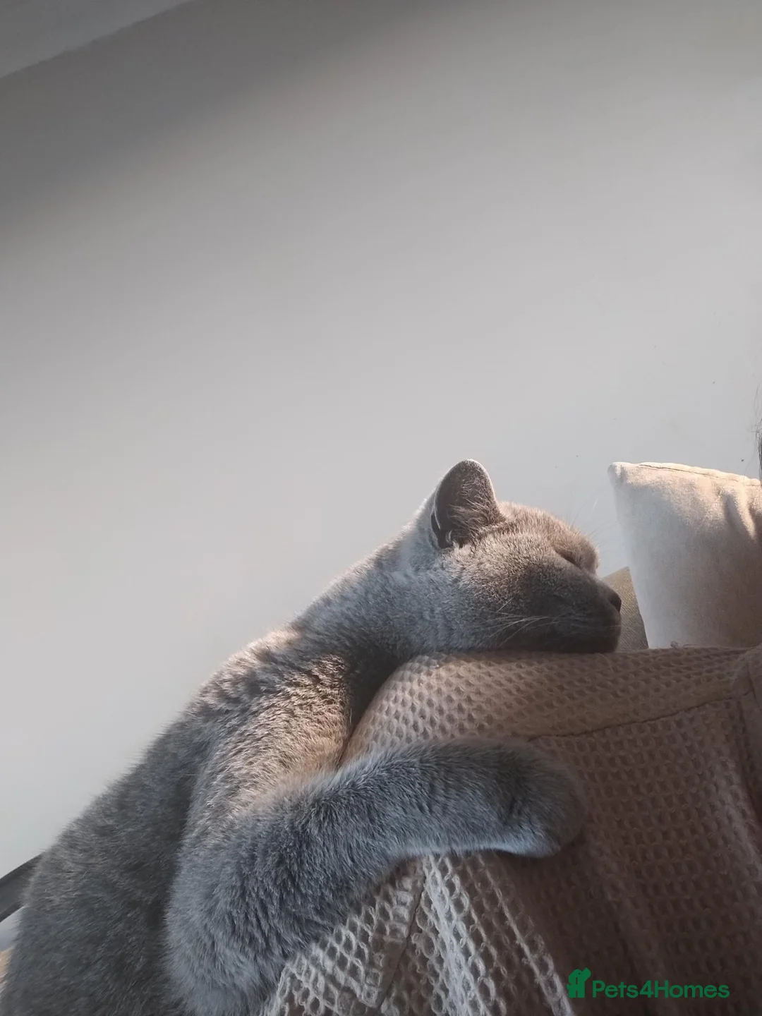 British Shorthair cats for sale: Rehoming lovely GCCF Pedigree Catsy - Advert 2