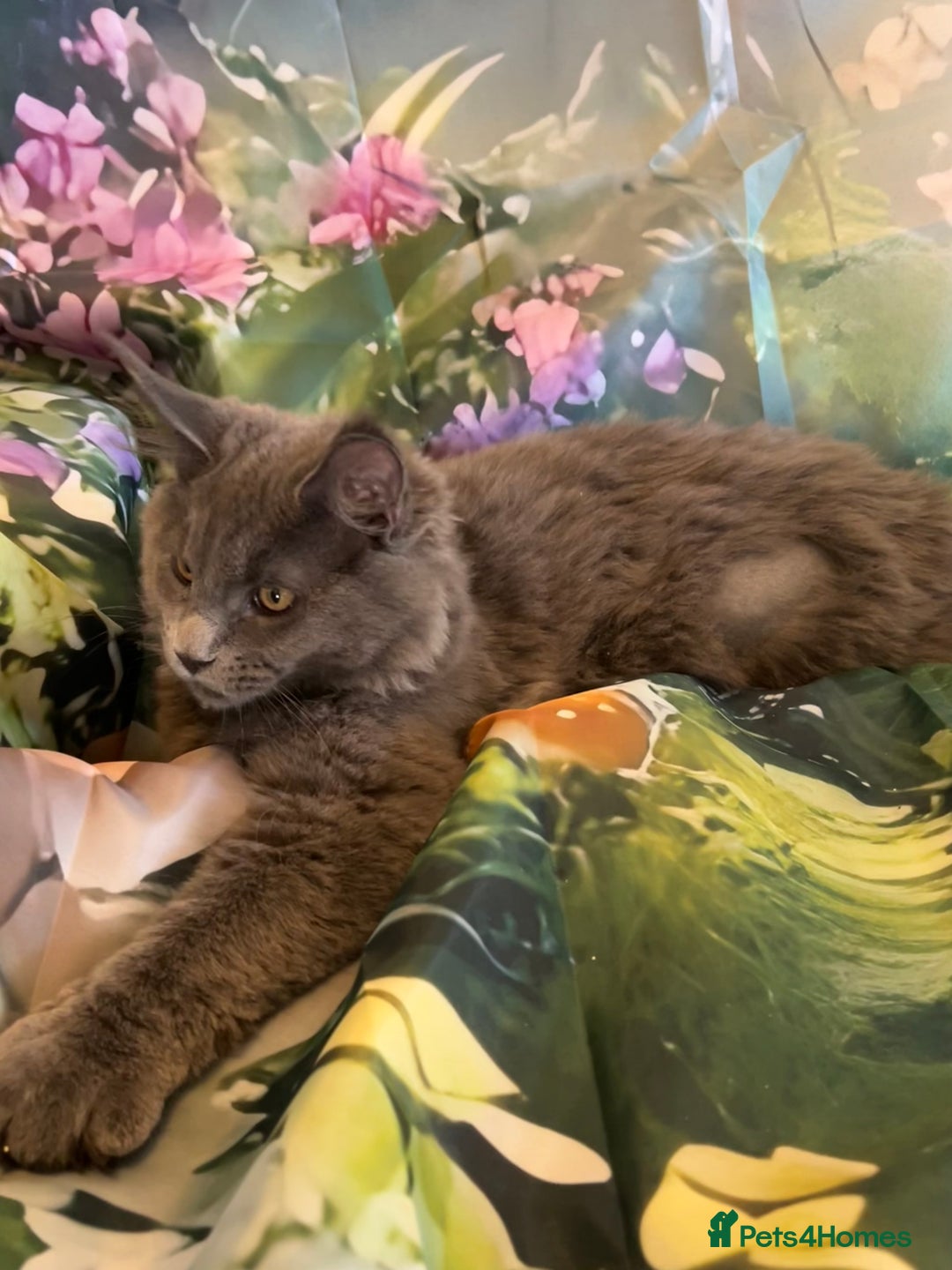 Maine Coon cats for sale: ❤️ Ready to go . GCCF Mainecoon kittens available  - Advert 40