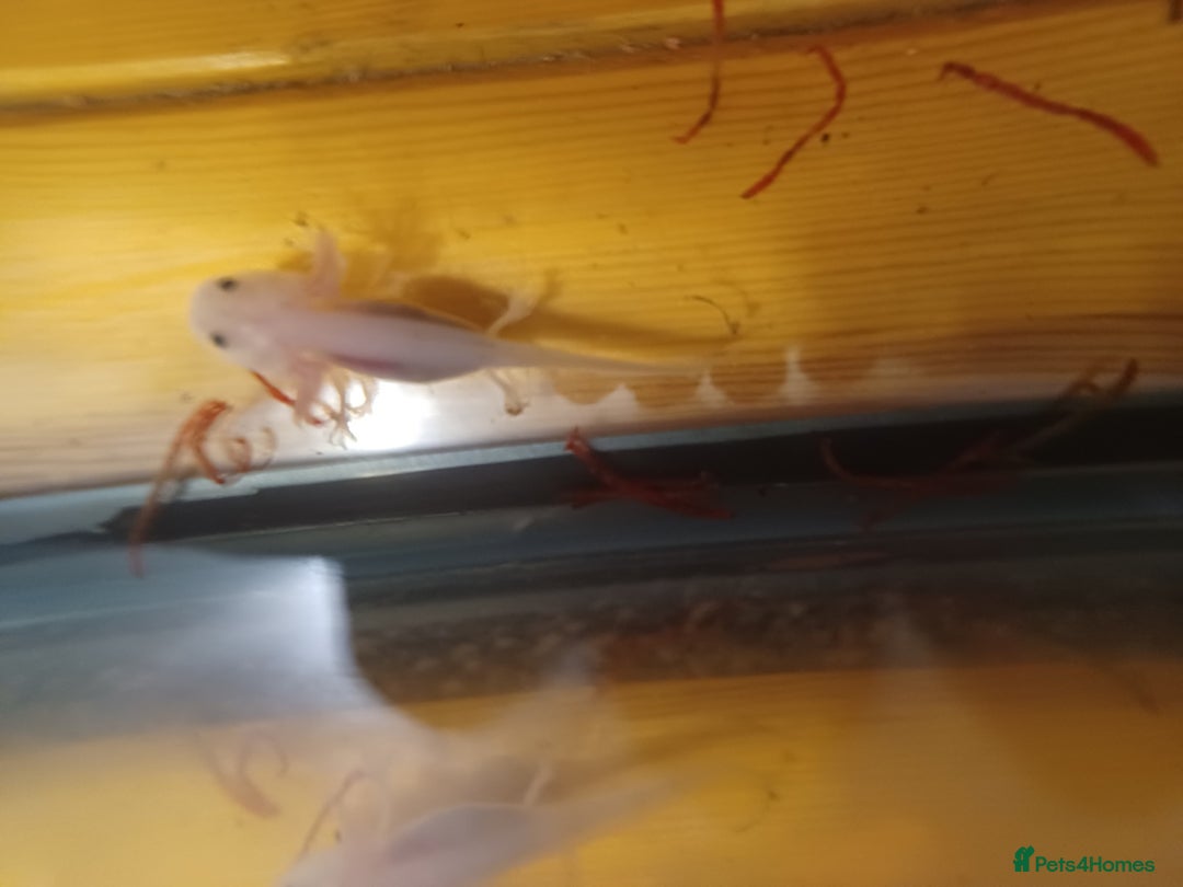 Axolotl reptiles for sale: axoltol  - Advert 1