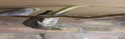 Cockatiels birds for sale: Young Cockatiels  - Advert 2