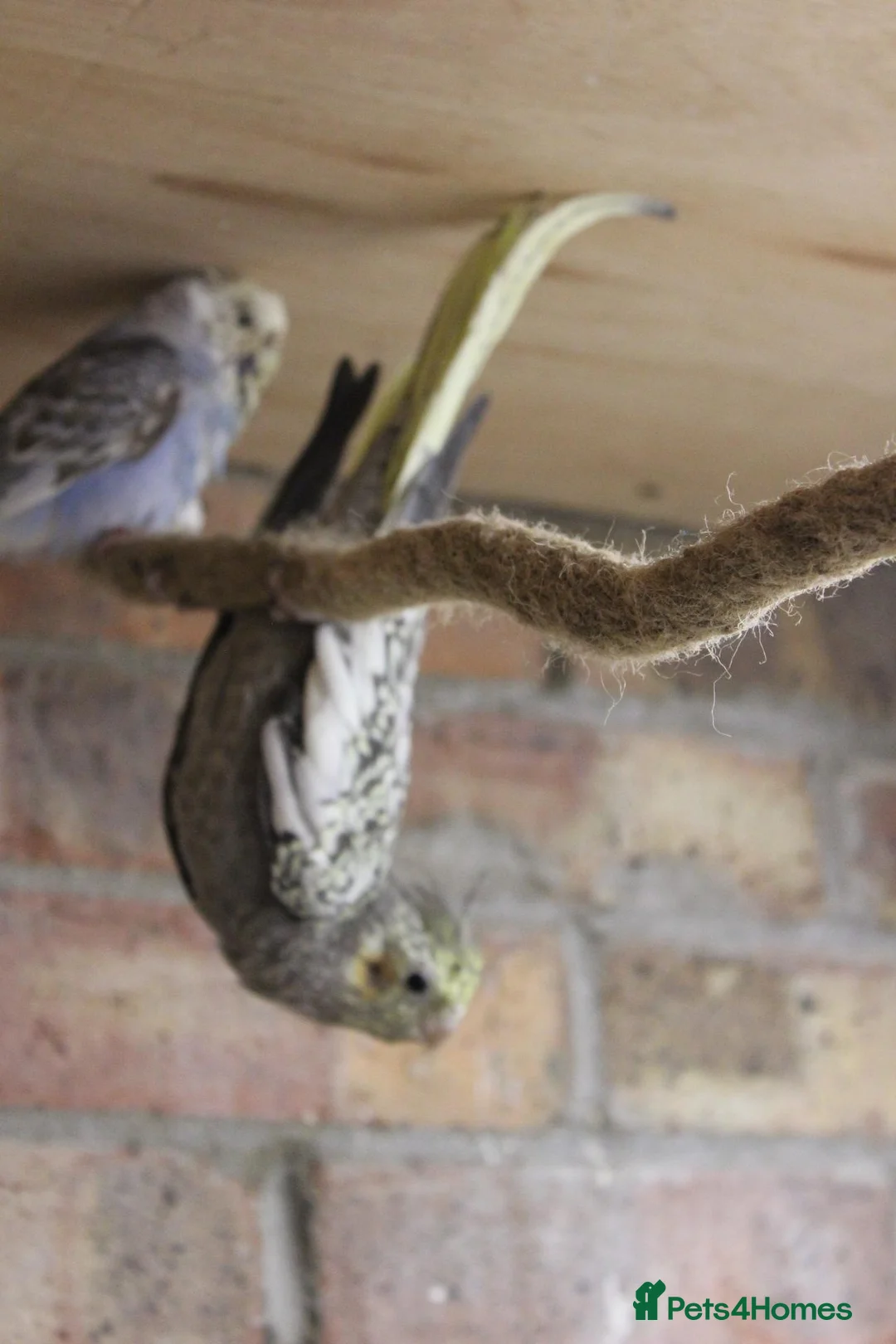 Cockatiels birds for sale: Young Cockatiels  - Advert 2