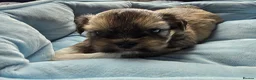 Lhasa Apso dogs for sale: 🩵🐶 2x Lhasa Apso Male Pups *Parents Tested PRA4  - Advert 7