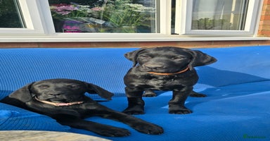 Labrador Retriever dogs - Advert 9